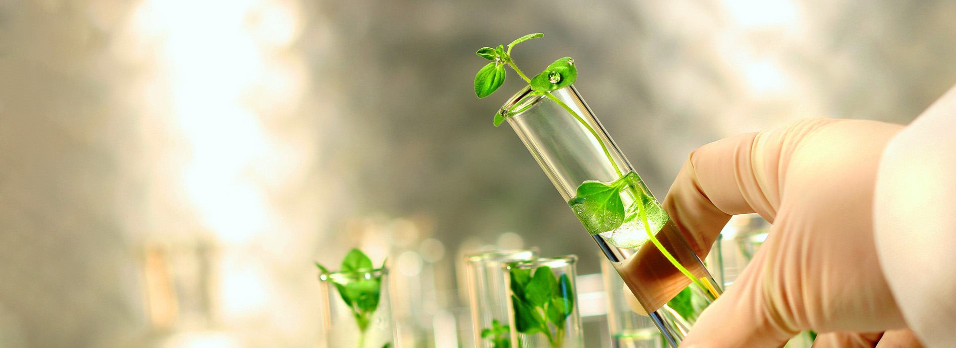 Productos 100% Biodegradables