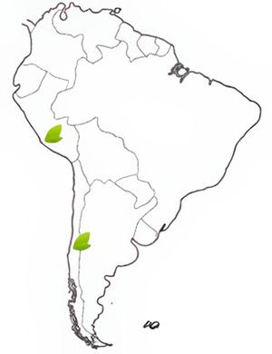 Comercio y Alianzas Internacionales - Virquisa